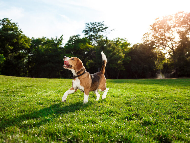 Verspielter Hund läuft auf grüner Wiese bei sonnigem Wetter.