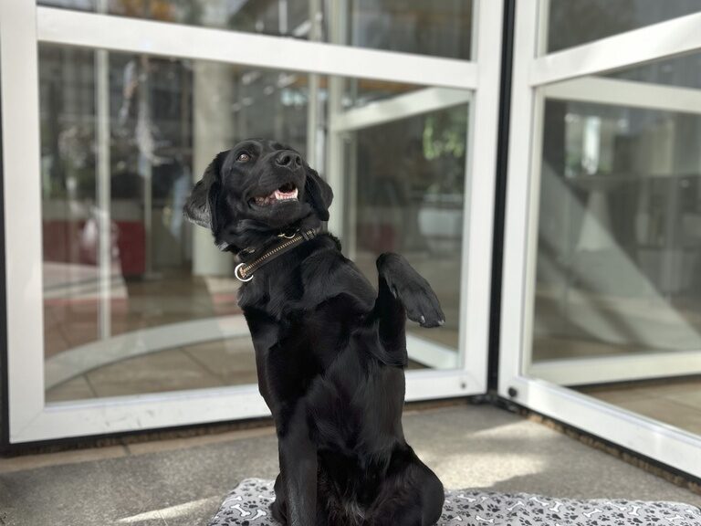 Schwarzer Labrador sitzt auf Hinterpfoten vor Glasfassade, blickt freudig zur Seite.